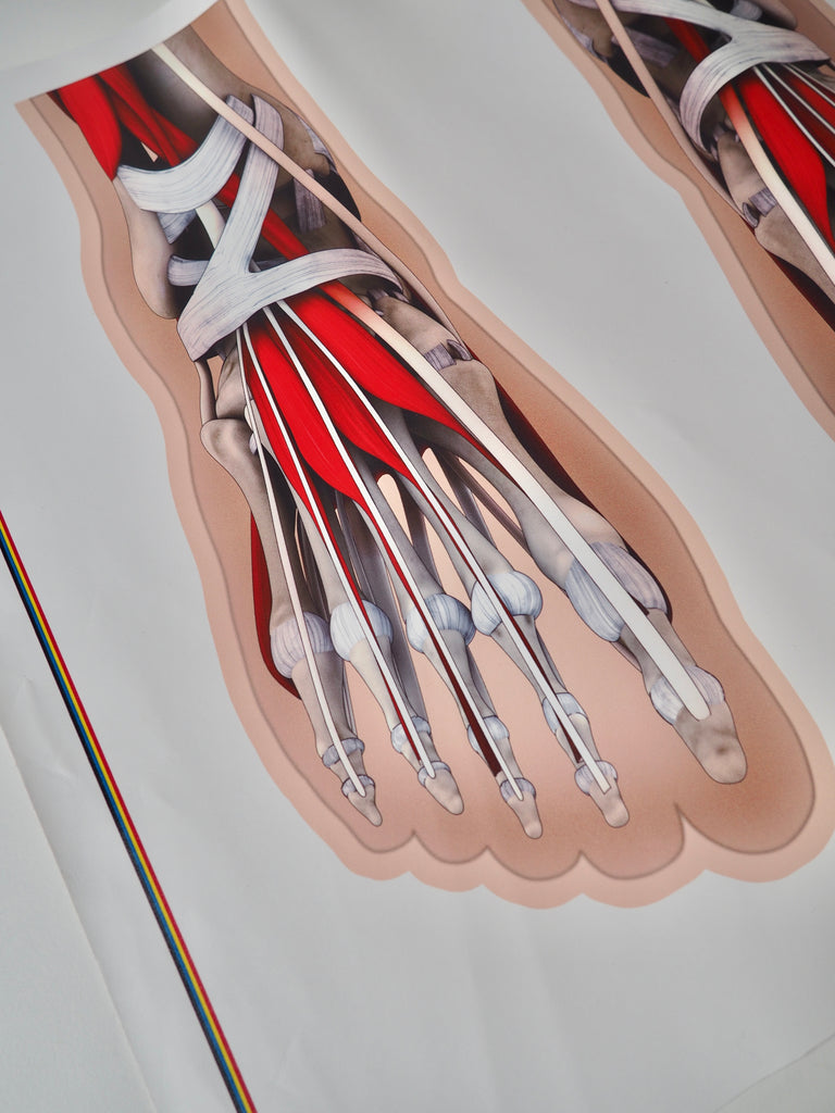 Foot Muscle Printed Panel