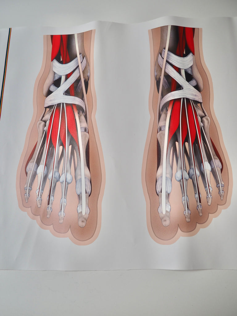 Foot Muscle Printed Panel